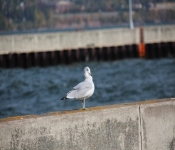 2013 10 12 DuluthWildLife  023